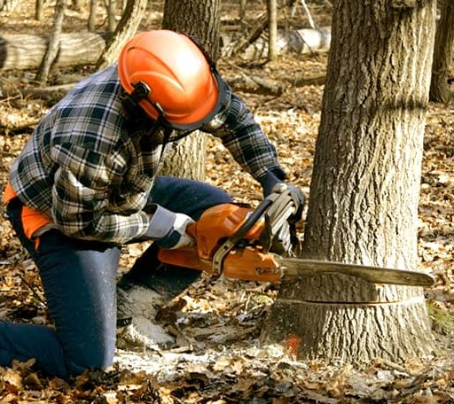 Tree Removal in Dilliner, PA